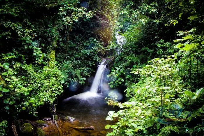 Jungle waterfall