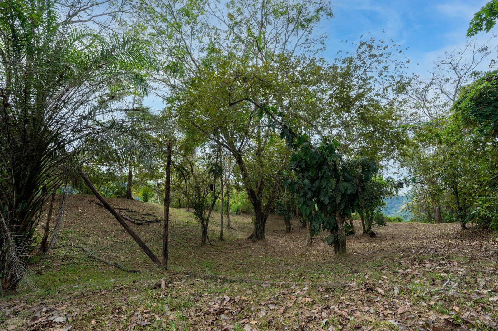 Bijagual 28 ha · Large-Scale Development