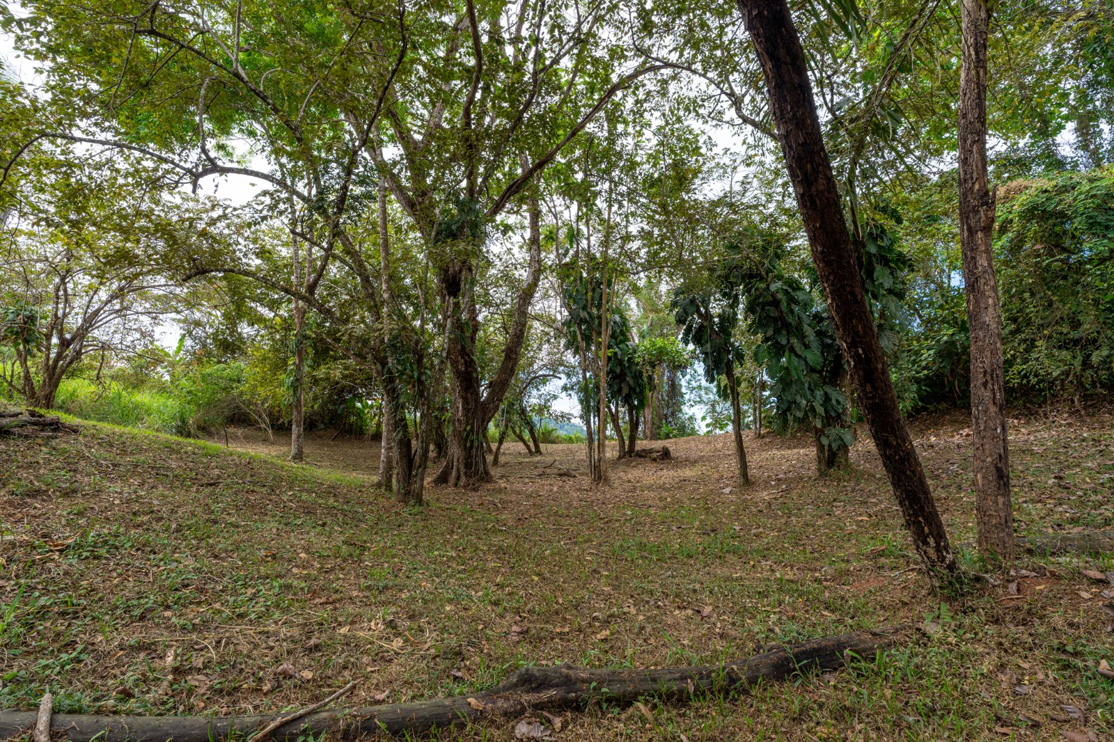 Bijagual 28 ha · Large-Scale Development