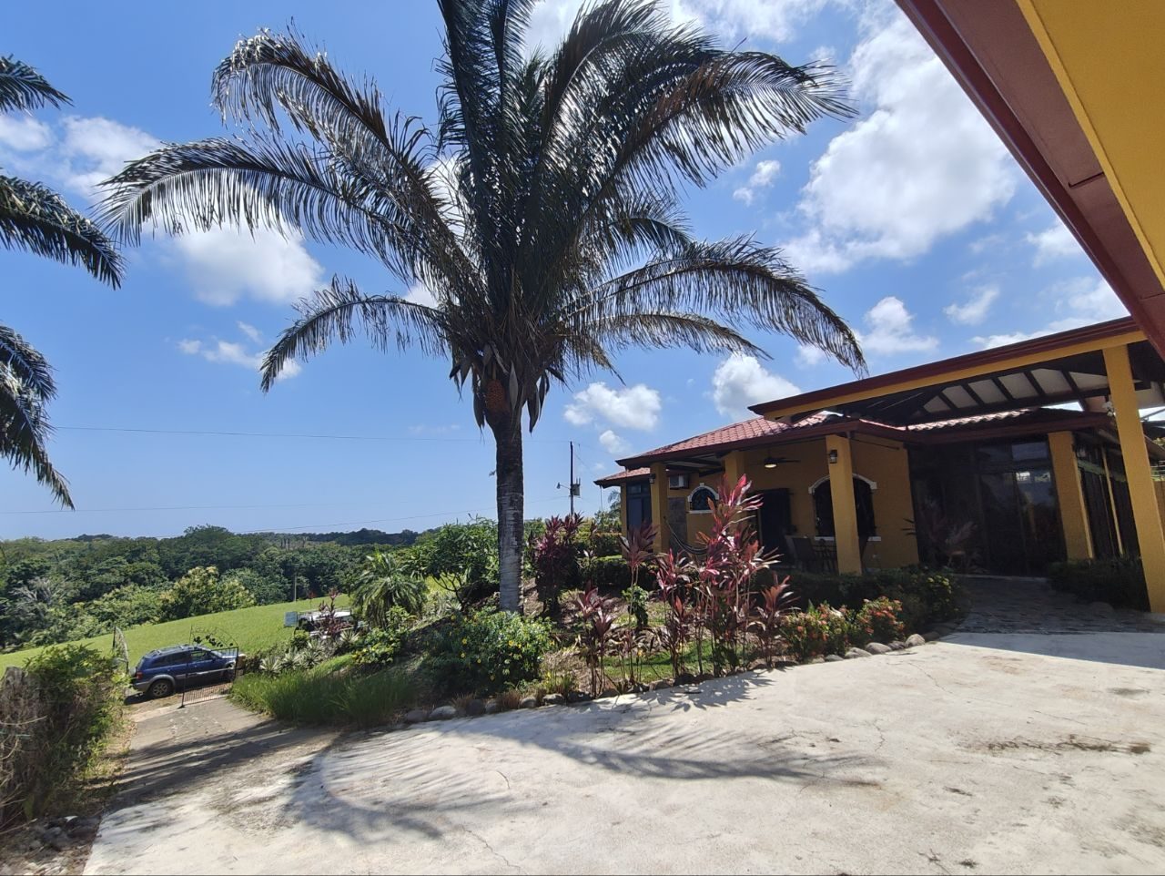 Driveway with palms inside Las Lomas