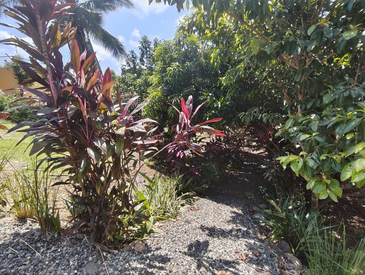 Mature tropical garden with fruit trees